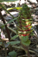 Costus dirzoi